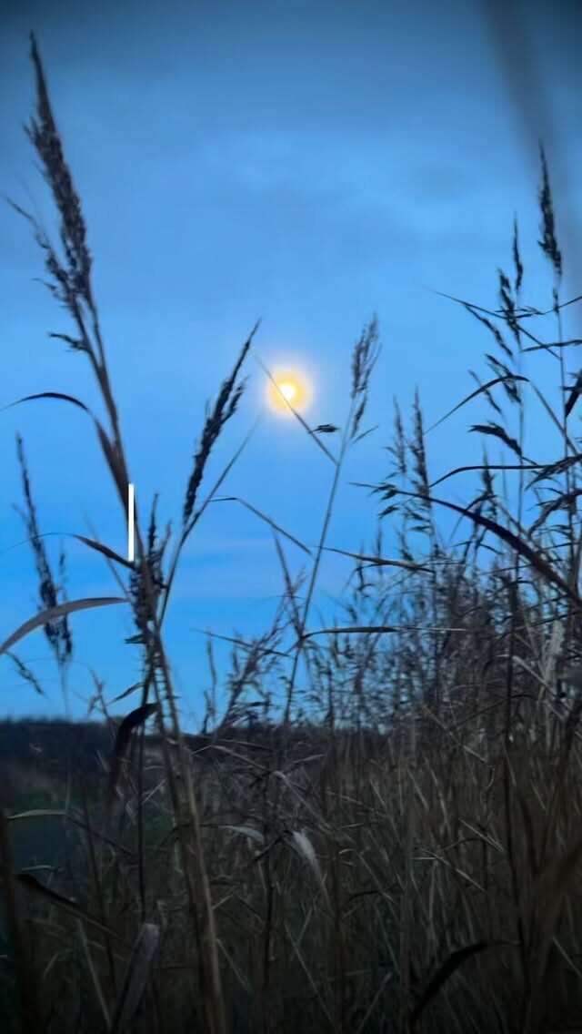 Wow, a full moon on the eve before Imbolc 🌕✨
A time of quiet thresholds and creative stirrings, when the first hints of hope and spring begin. We are now equidistant between the longest night and the spring equinox, standing gently in the in between.

Sending blessings to you all as the light slowly returns 🕯️🌱
.
.
.
.
.

#imbolc #fullmoonmagic #seasonalshift #returninglight #flotsam_fables