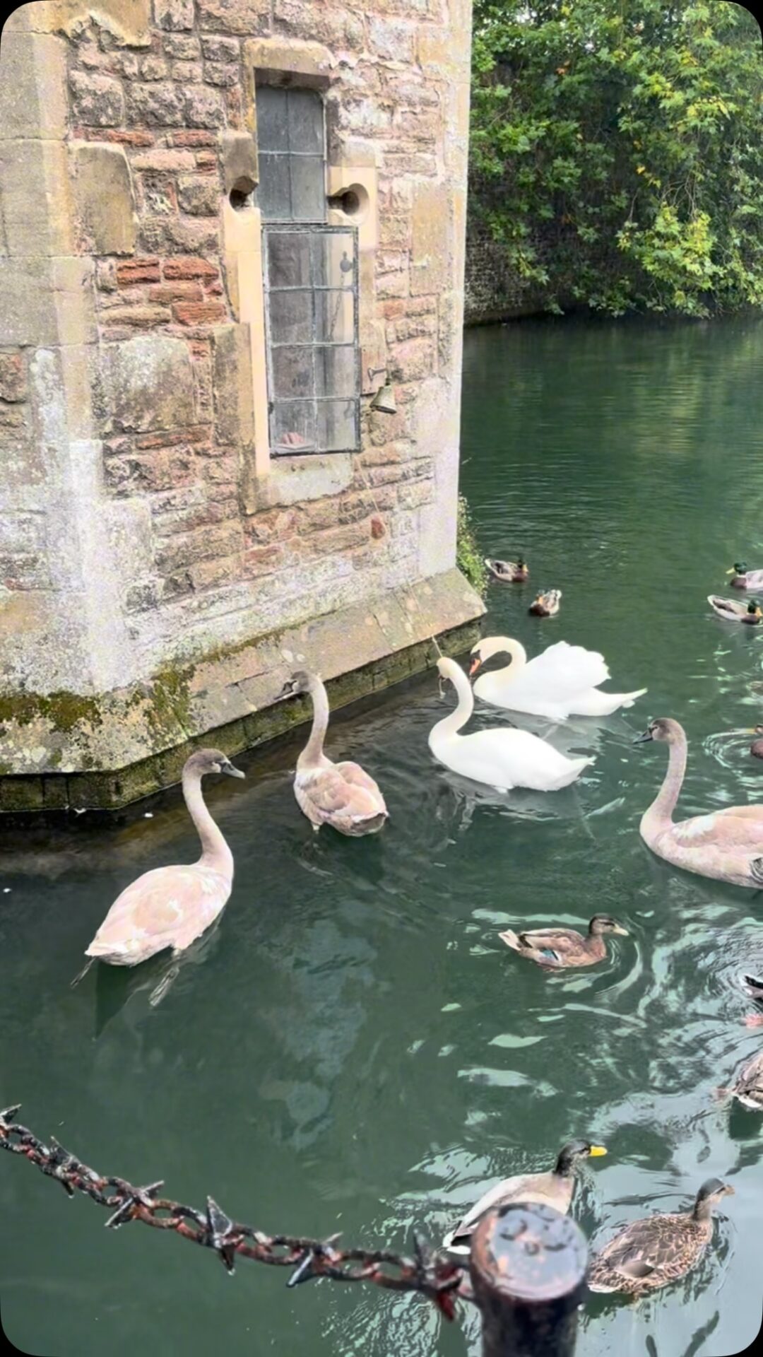Have you ever been to Wells and seen a Swan ring a bell? Well I have! What a treat on the way home from Glastonbury last month after the private view of Heart of the Tribe exhibition Beneath the Veil, I’d highly recommended to do both of these things if you are in the area. Exhibition on until November the 9th
.
.
.
.
.
#flotsam_fables #flotsam_fables_art #wells #swan