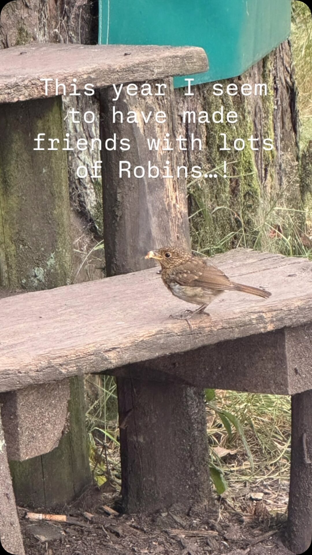 This year I have met lots of friendly robins on my travels, curious little companions appearing along the way.

In British folklore, robins have long been associated with protection, the souls of the departed and messages from beyond. They’re also symbols of hope and renewal, perhaps because they stay with us through the winter.

So I’m taking all these little encounters as a reminder to pay attention to the small signs and moments of connection, easy to overlook in this busy life. 
.
.
.
.
.
#flotsam_fables #flotsam_fables_art #robinfriend